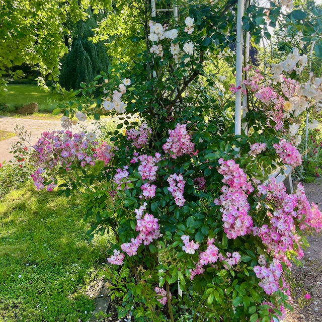Gartenschau – Rosengarten